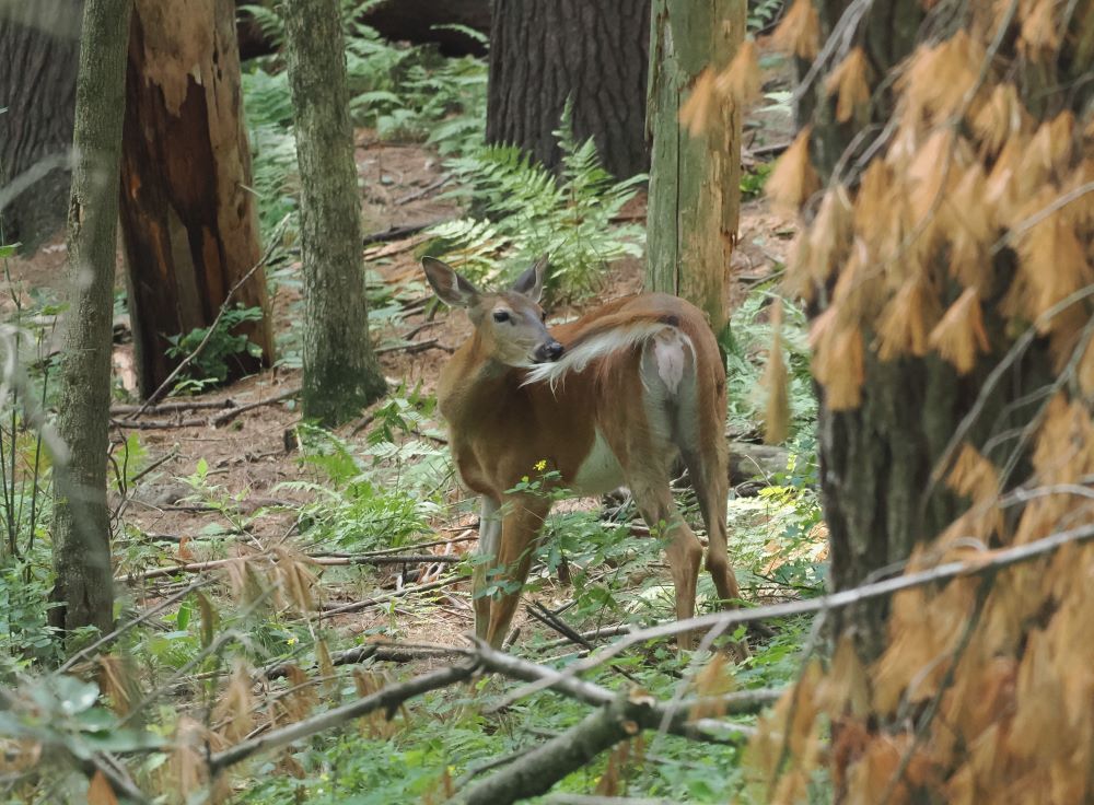 The Secret Lives of White-Tailed Deer