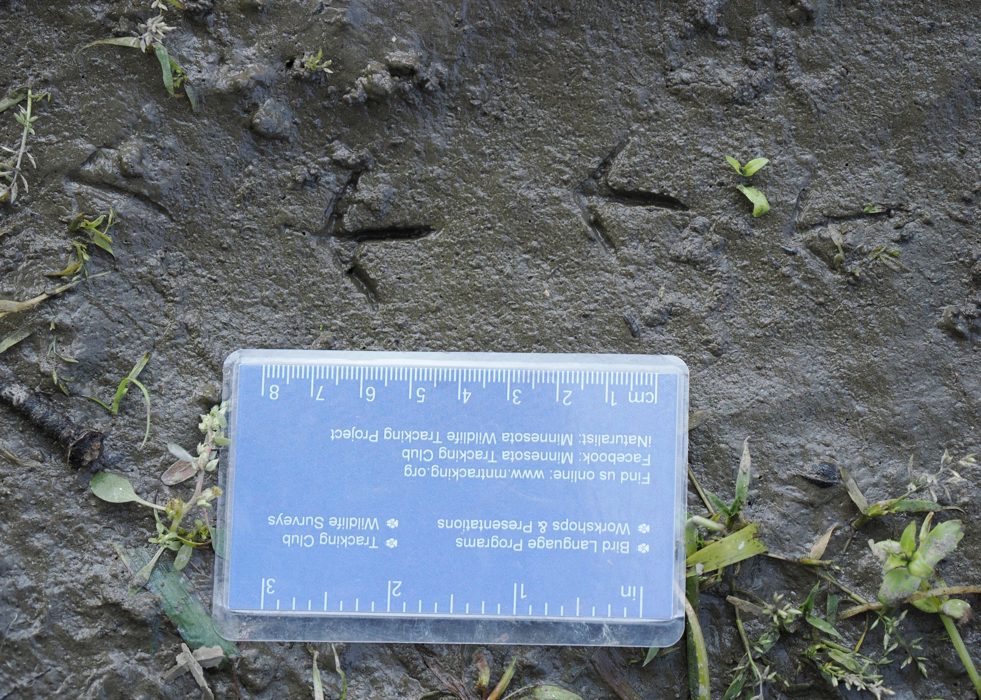 Wildlife Track & Sign