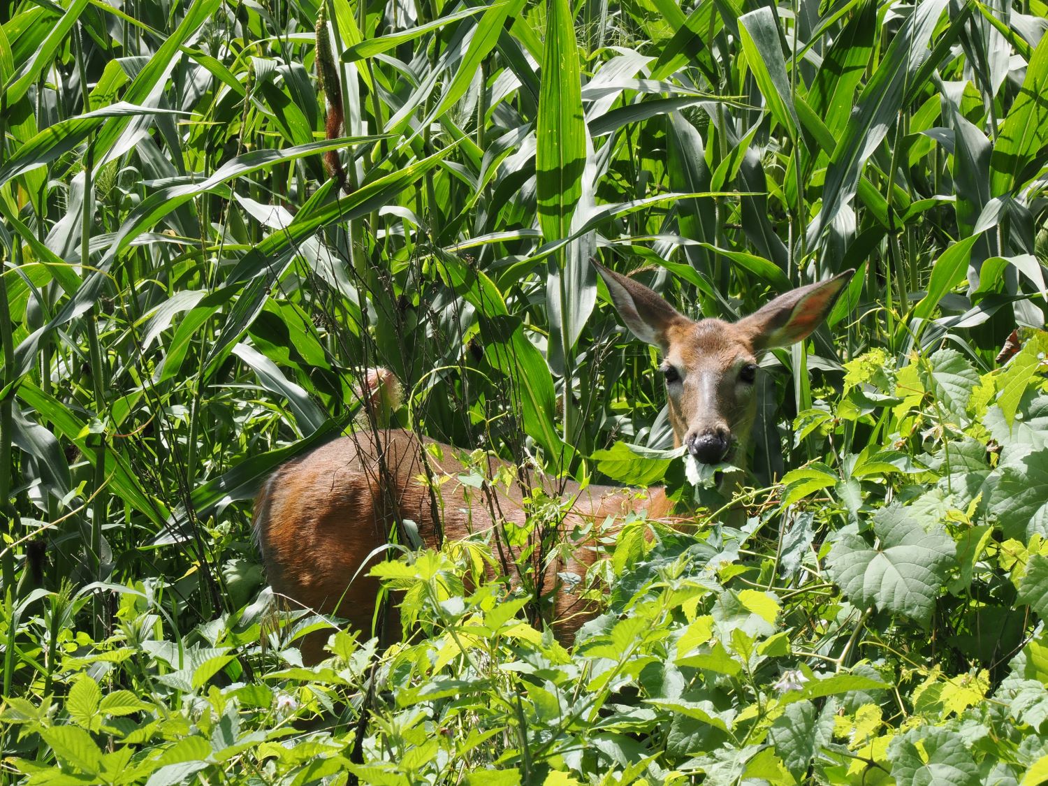 The Secret Lives of White-Tailed Deer