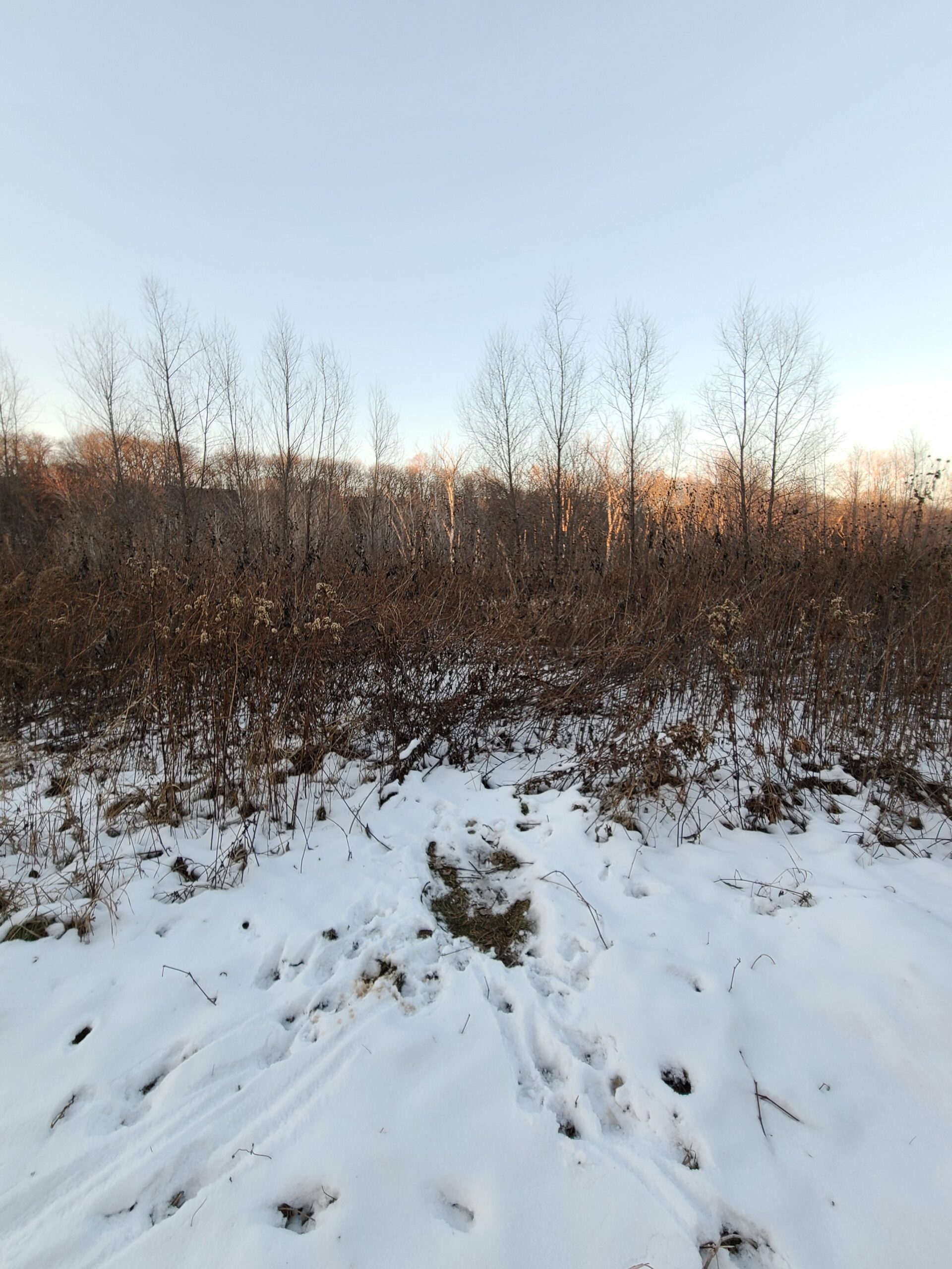 Winter Wildlife Tracking Workshop