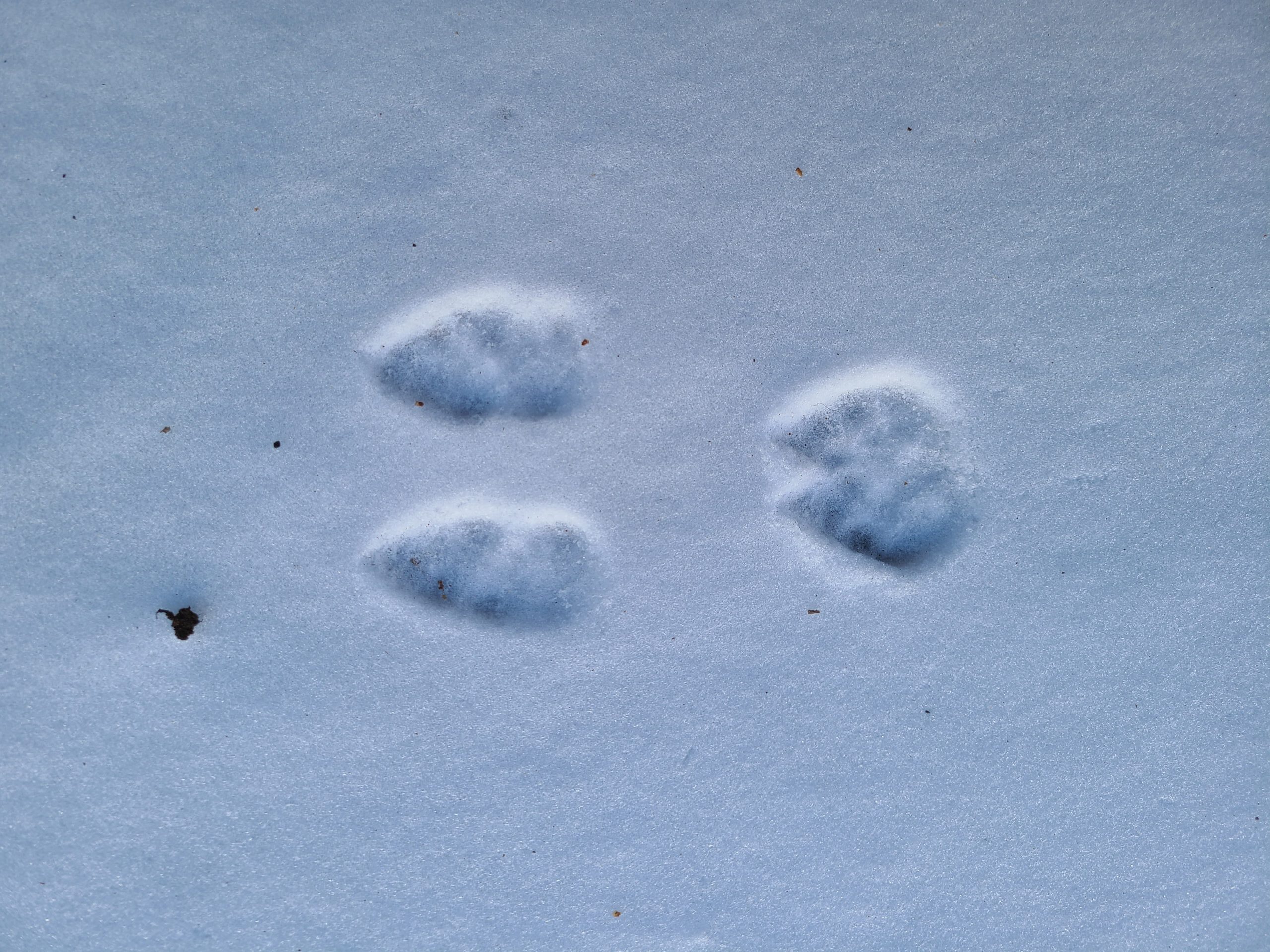 Winter Wildlife Tracking Workshop