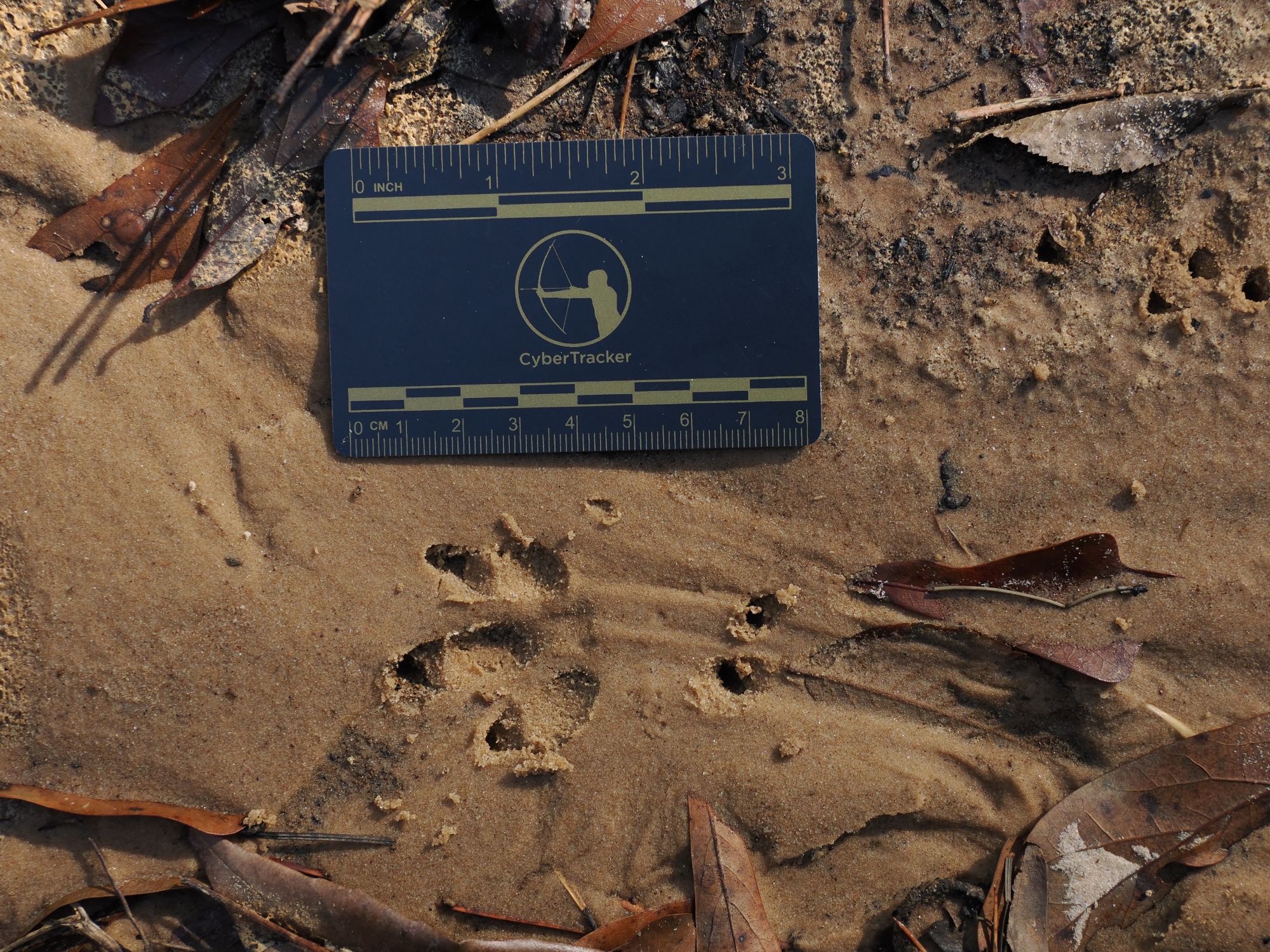 Wildlife Tracking in East Texas