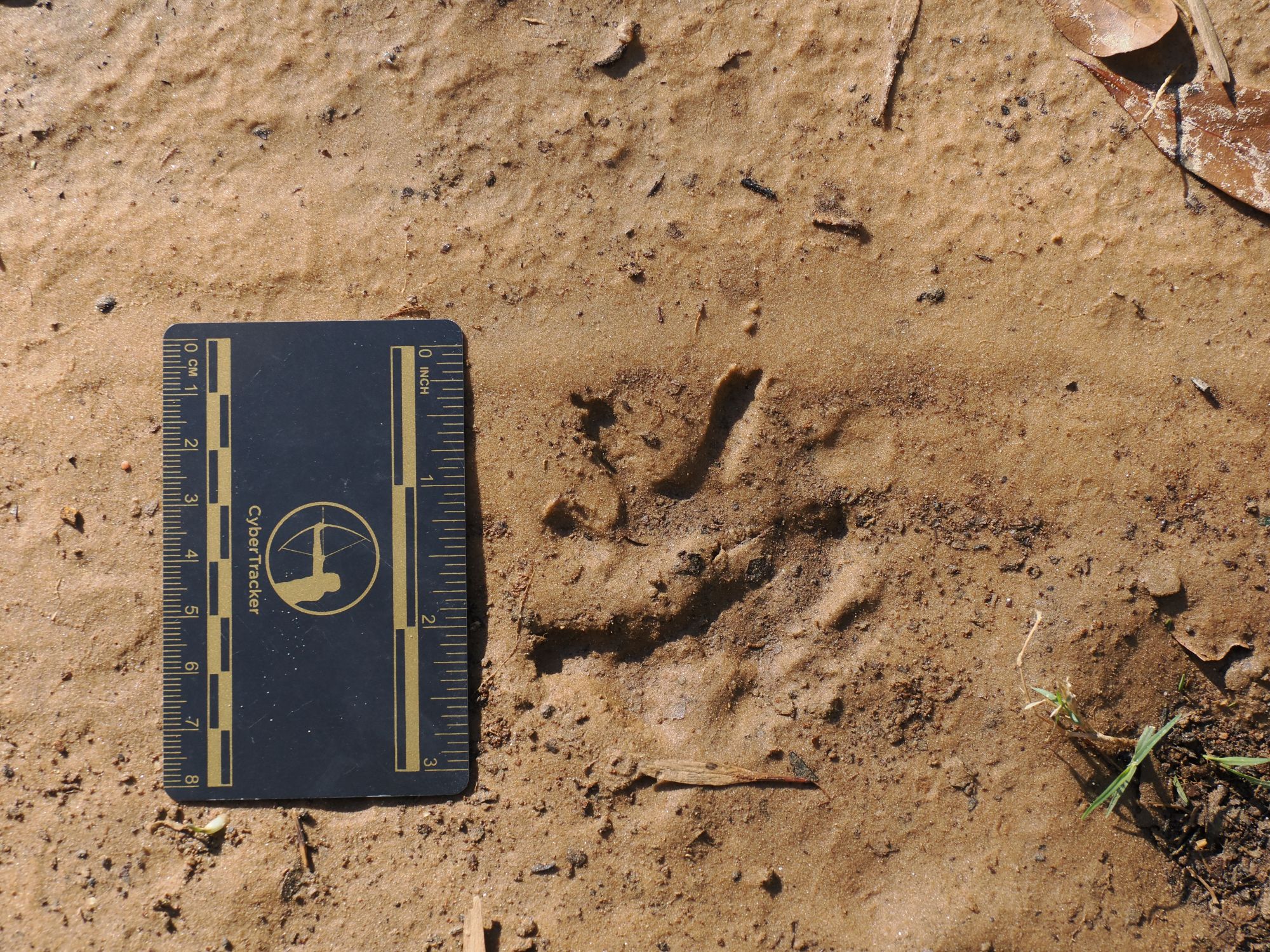 Wildlife Tracking in East Texas