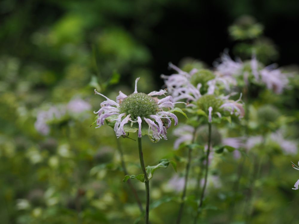 Walking with the Woods (Forest Bathing) – Crosby Farm Regional Park
