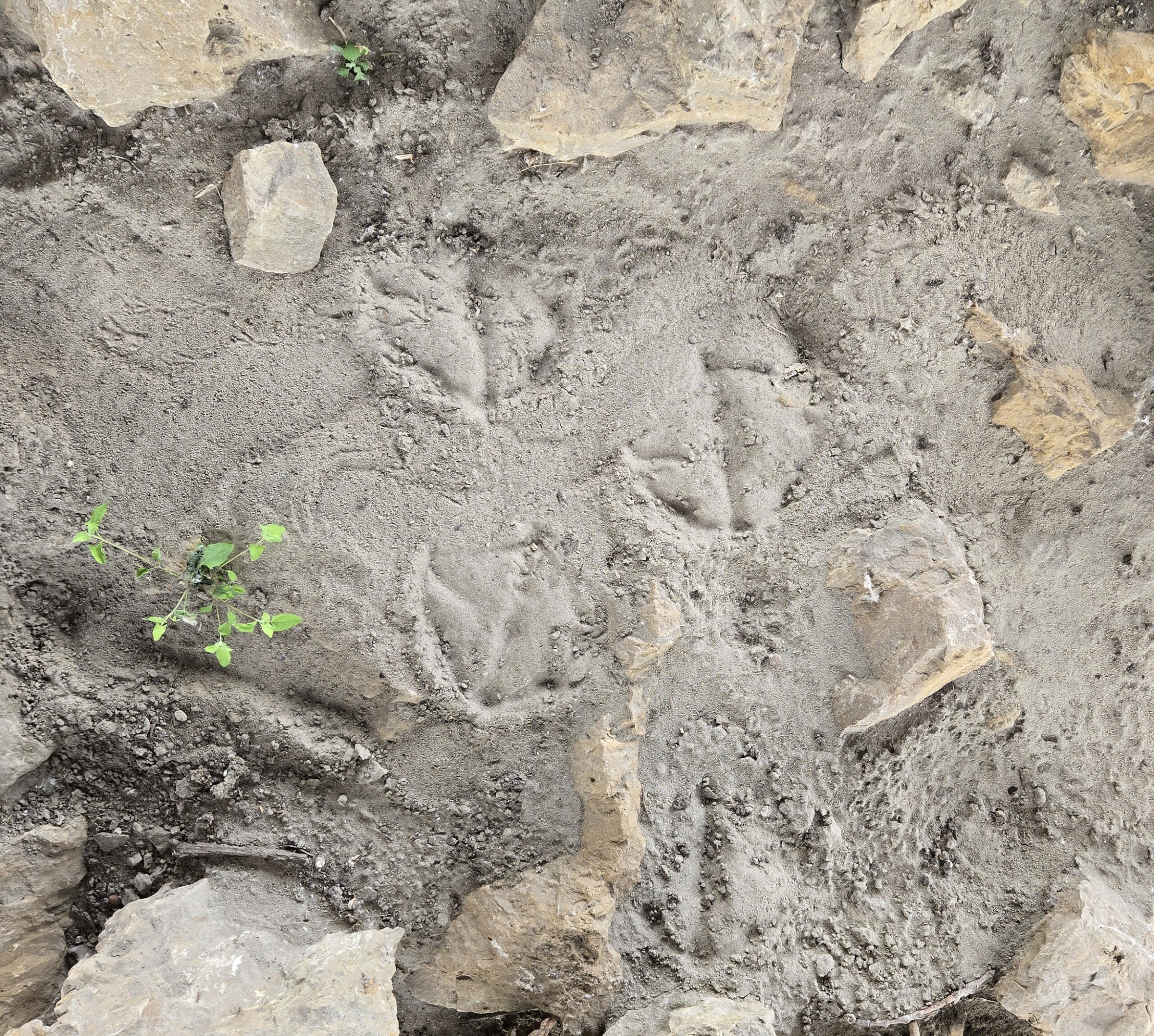 Wildlife Track & Sign